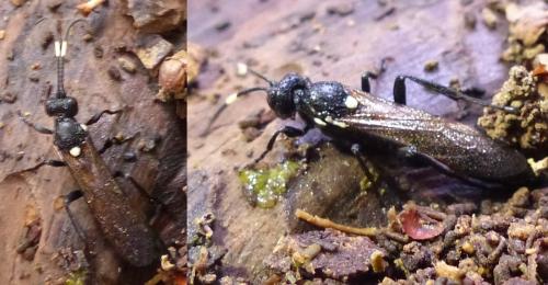 Réf. 296 116 : Ichneumon lugens
